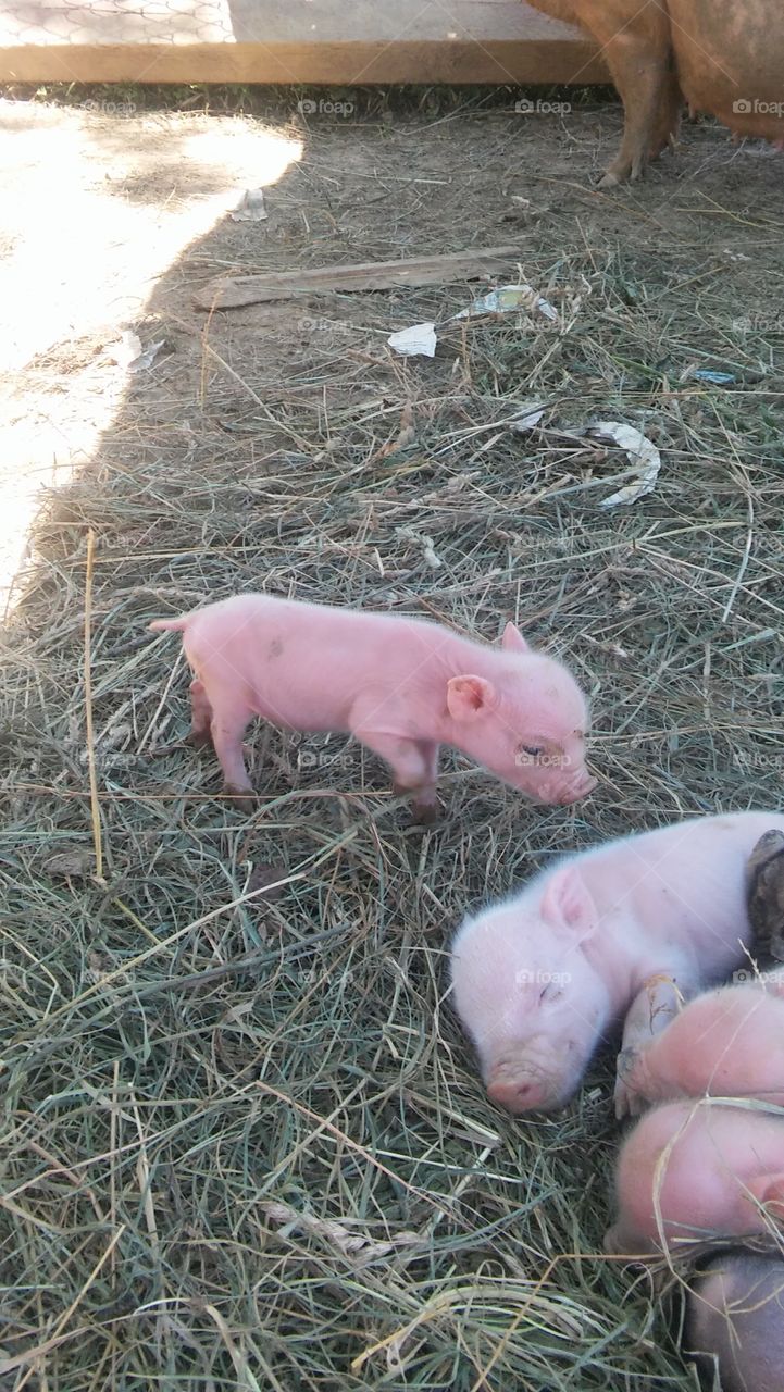 our baby potbelly pigs
