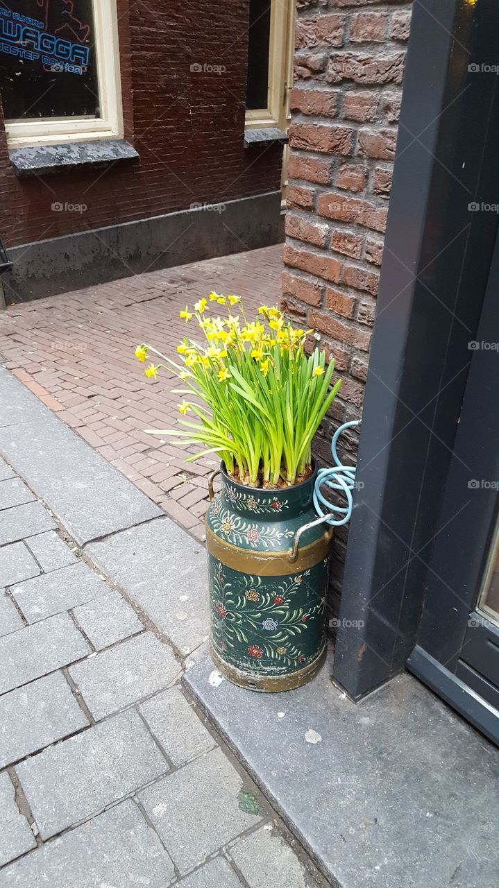 Daffodils in Amsterdam