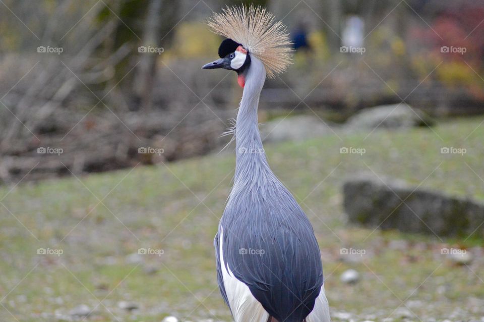 tapered necked bird