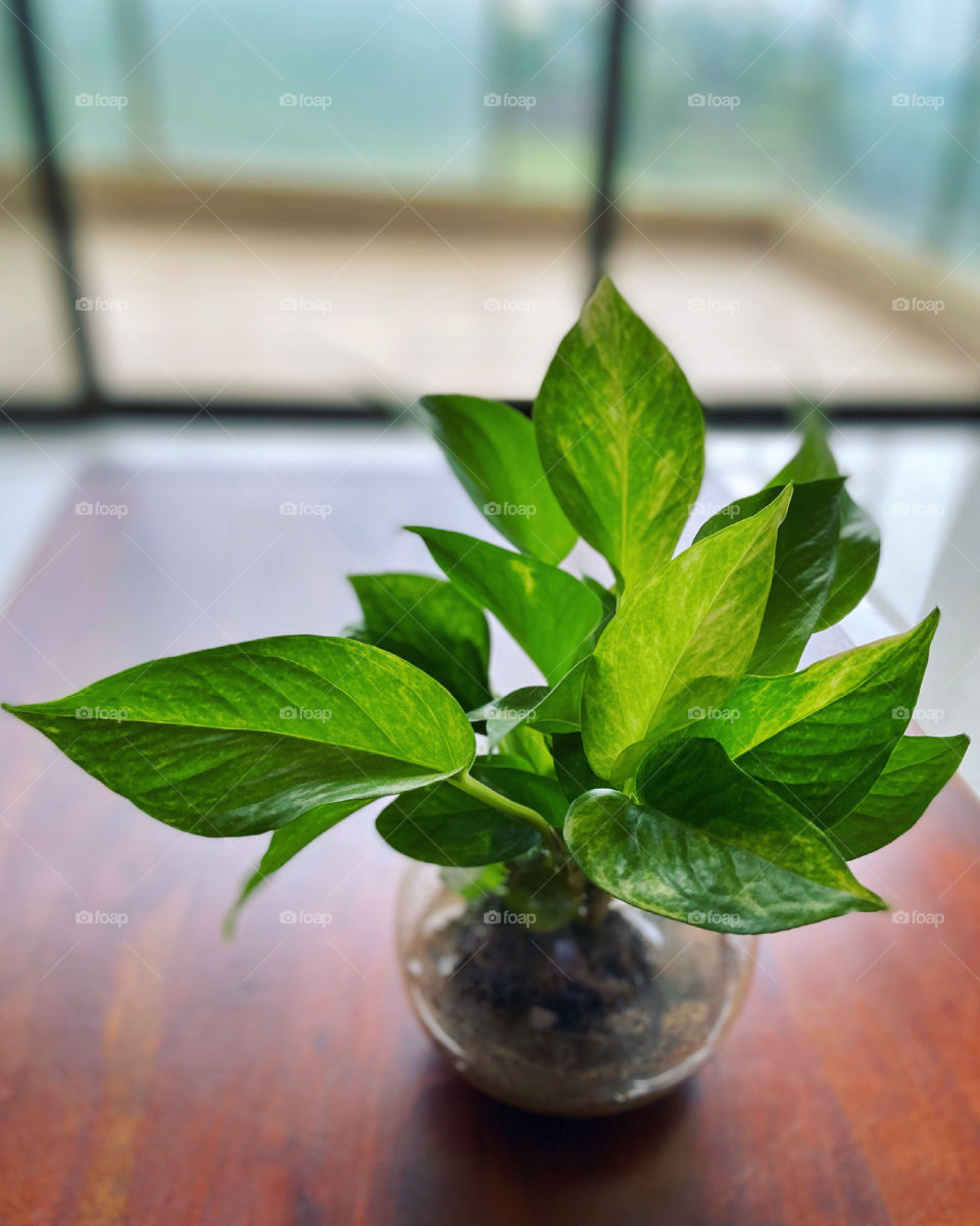 Lush green money plant in a glass pot
