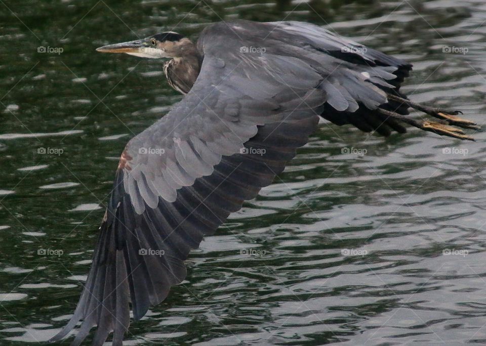 Great Blue Heron in Flight