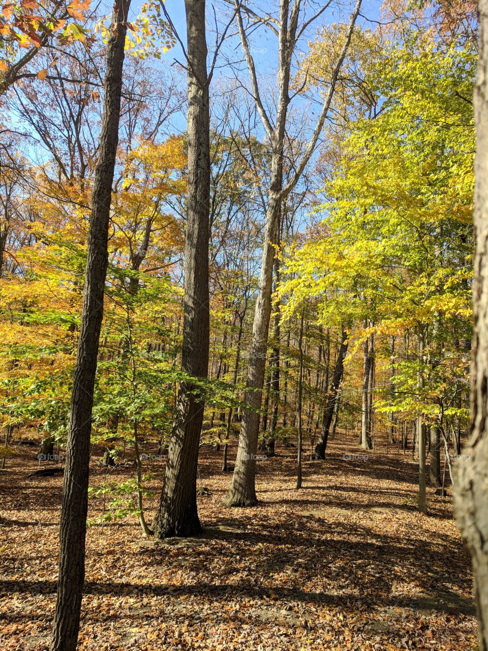 Fall Deciduous Forest