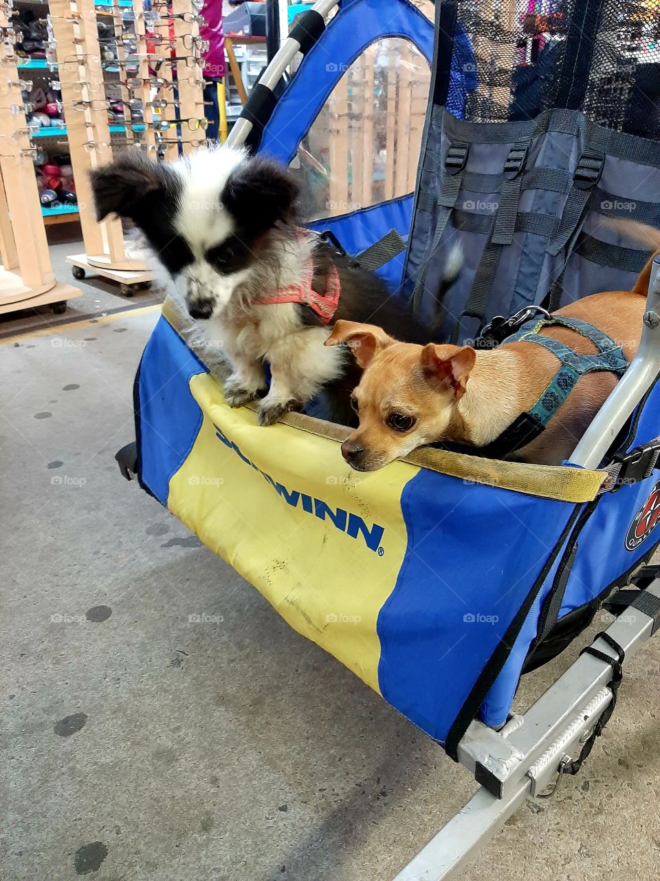 this is Highway and Freeway out for their Sunday visit at the flea market