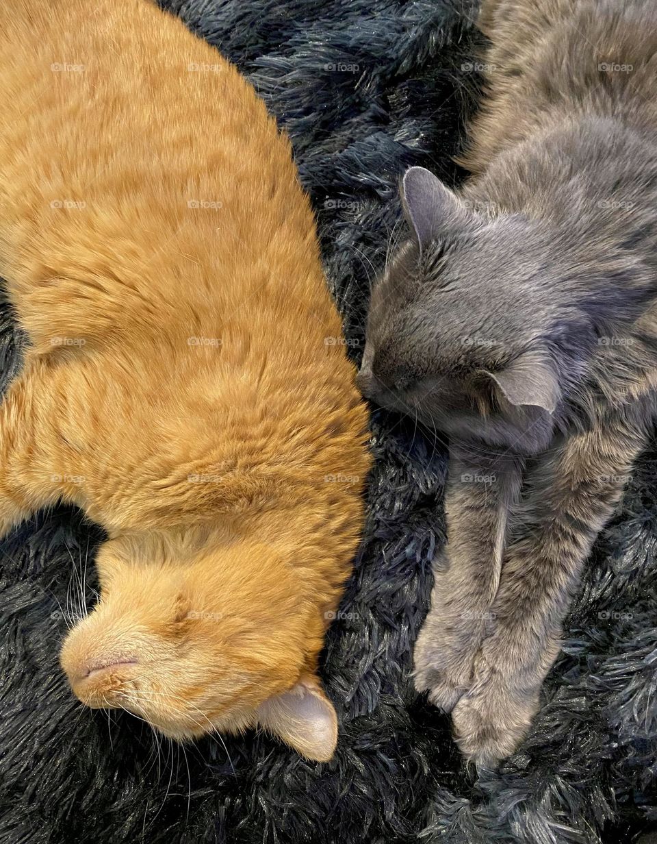 An orange and grey cat sleeping together on a black fuzzy blanket