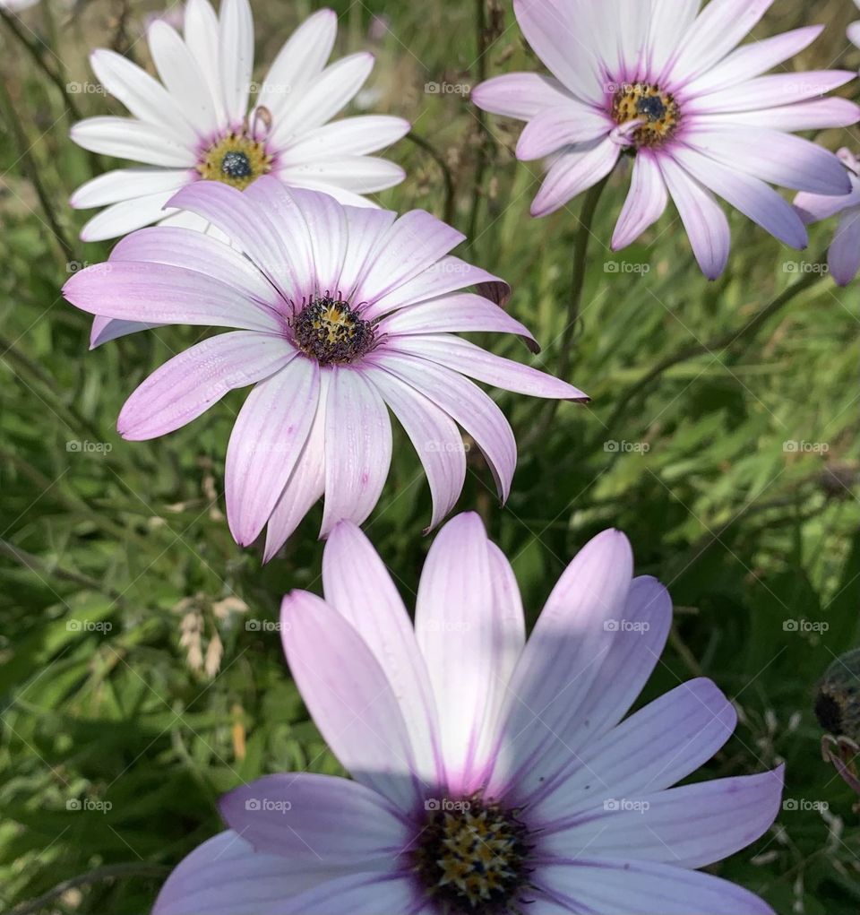 Daisies in their summer bloom 