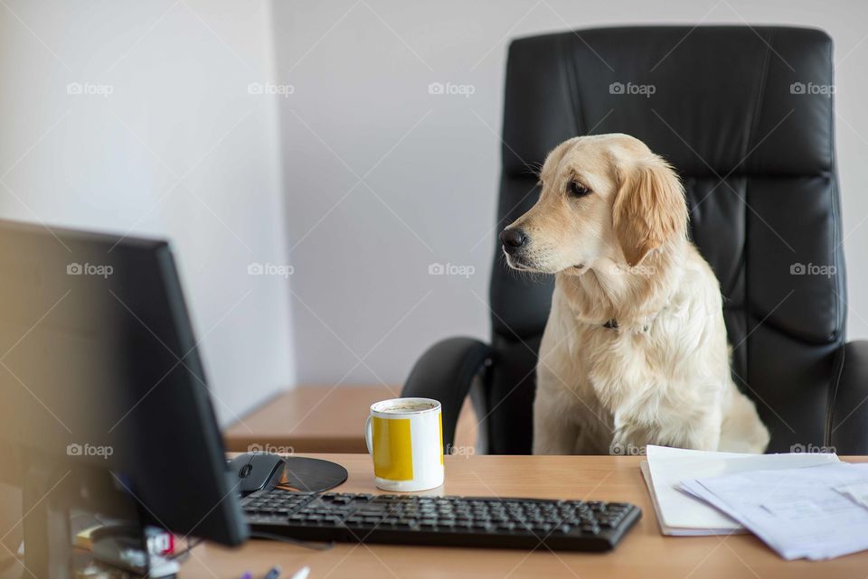 Dog golden retrievers working in office