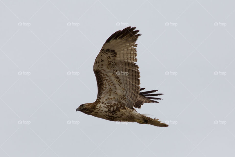 Red tailed hawk fly by