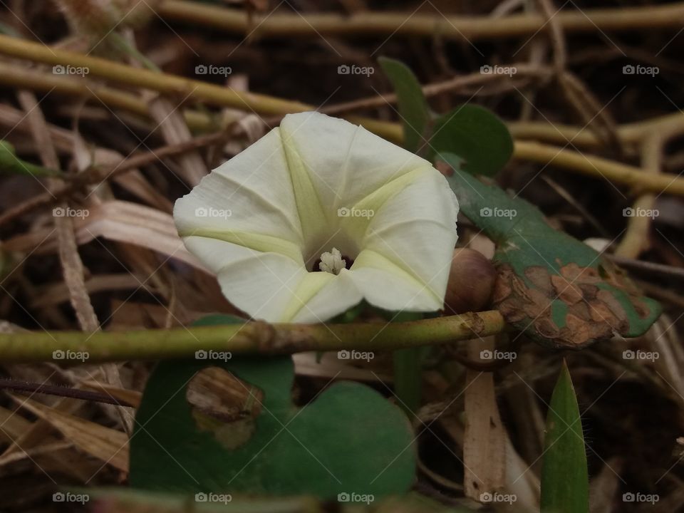 Tiny flower