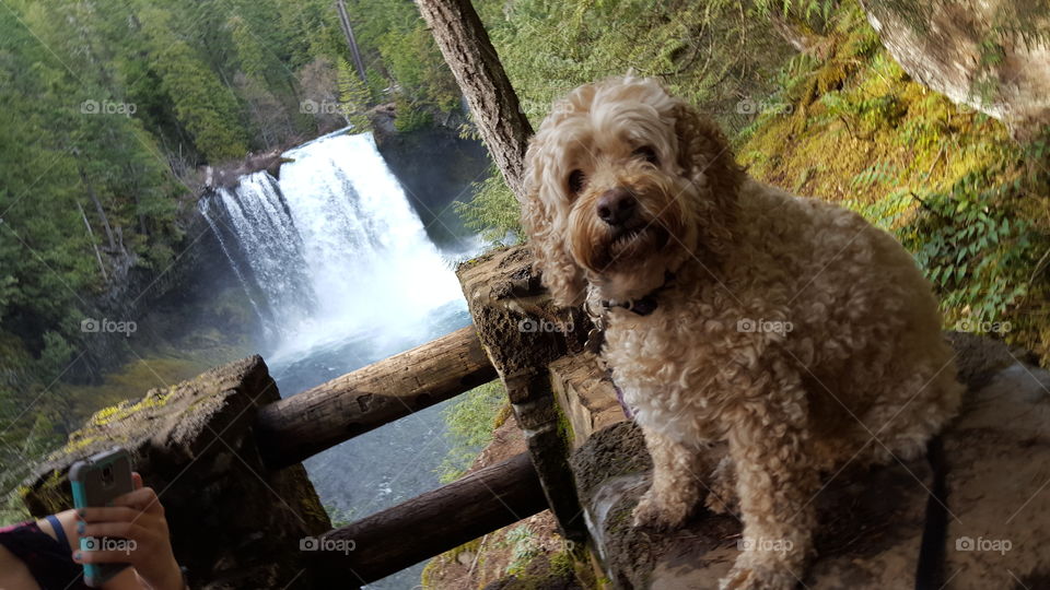 Hiking Cockapoo with waterfall