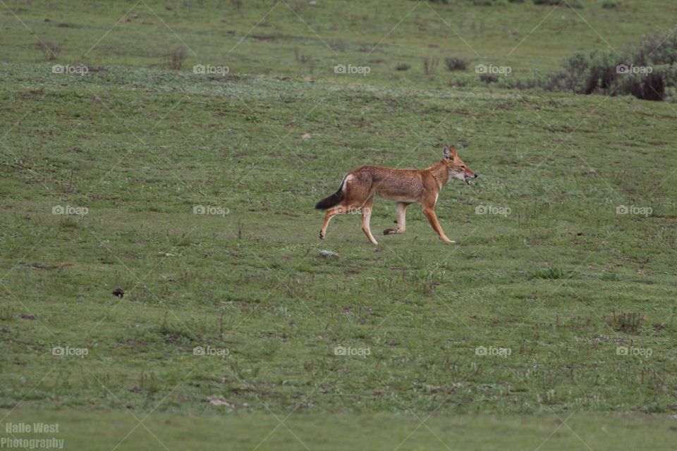 Ethiopian wolf 40