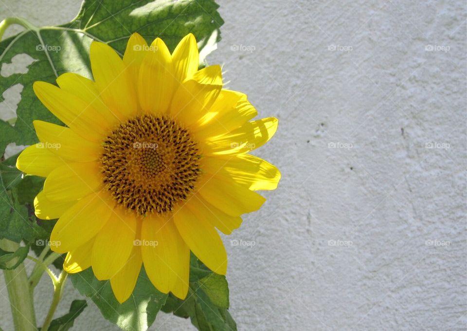 Summer, sunflower, yellow