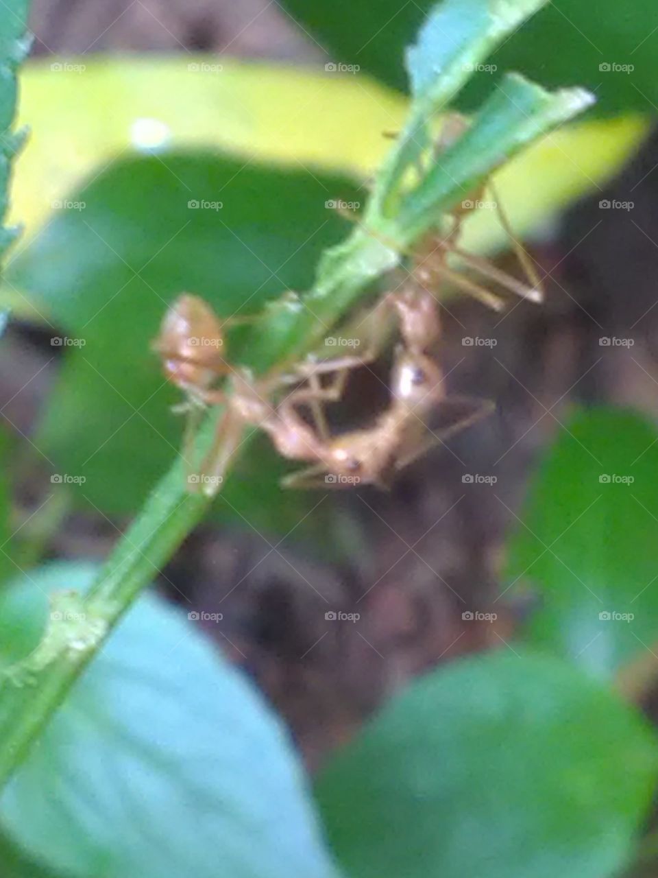 Insect, Leaf, Nature, Invertebrate, No Person