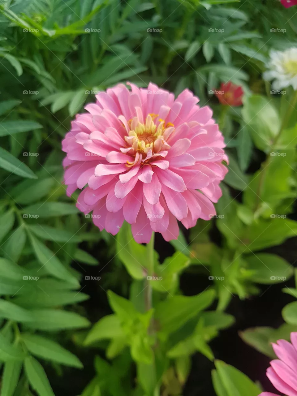 ENJOY-ZINNIA