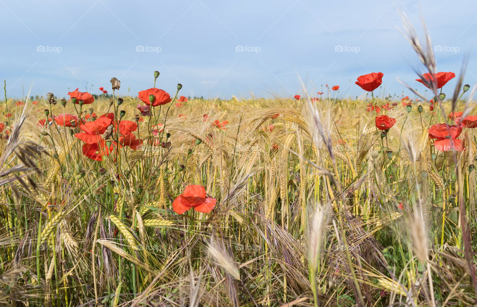 Field of poppies