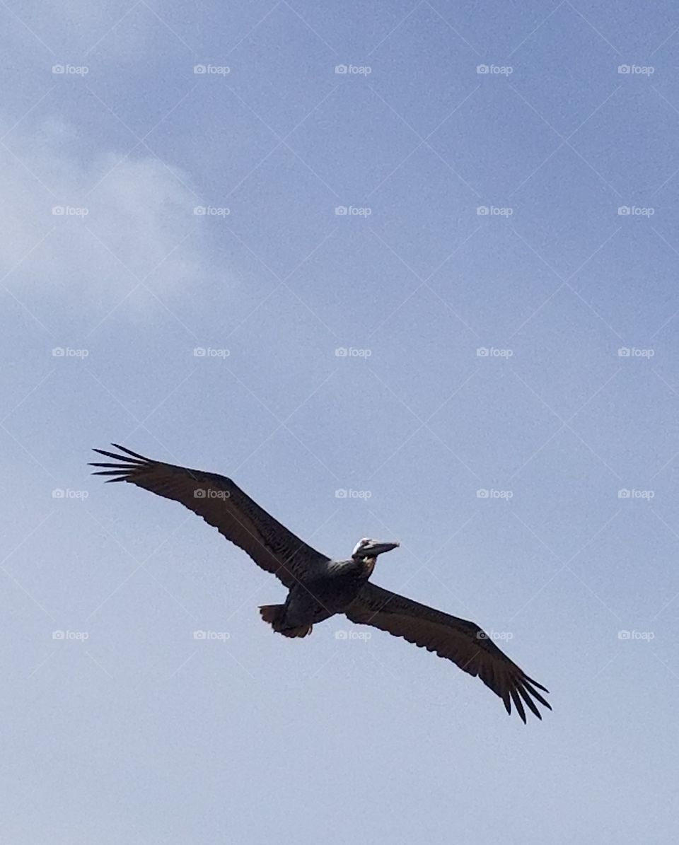 in flight