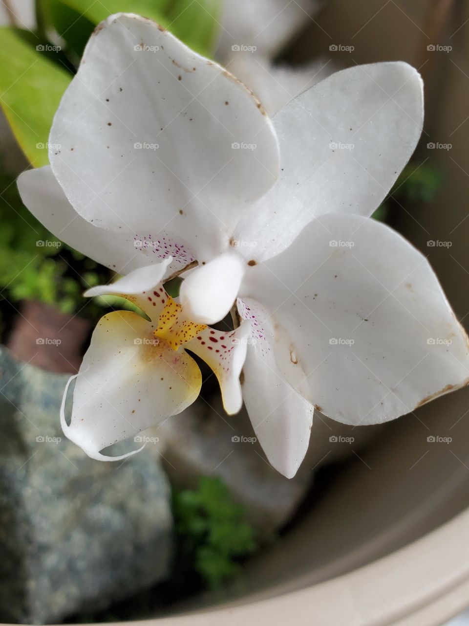 exotic miniature white orchid