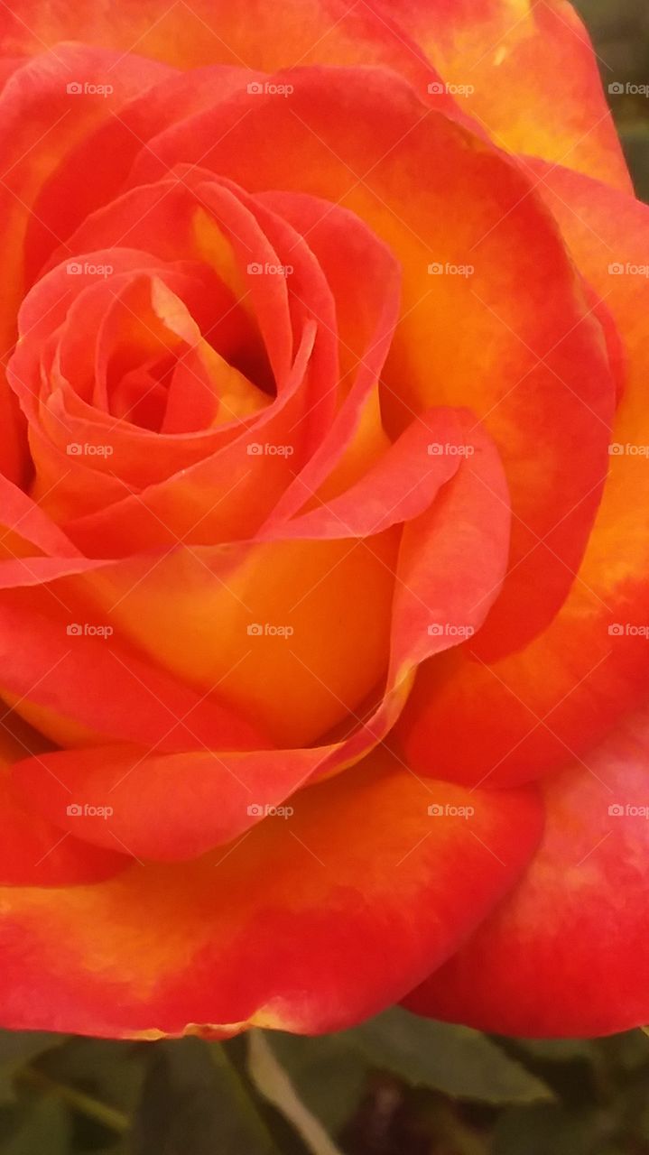 beautiful bright red and orange rose beautiful bright delicate