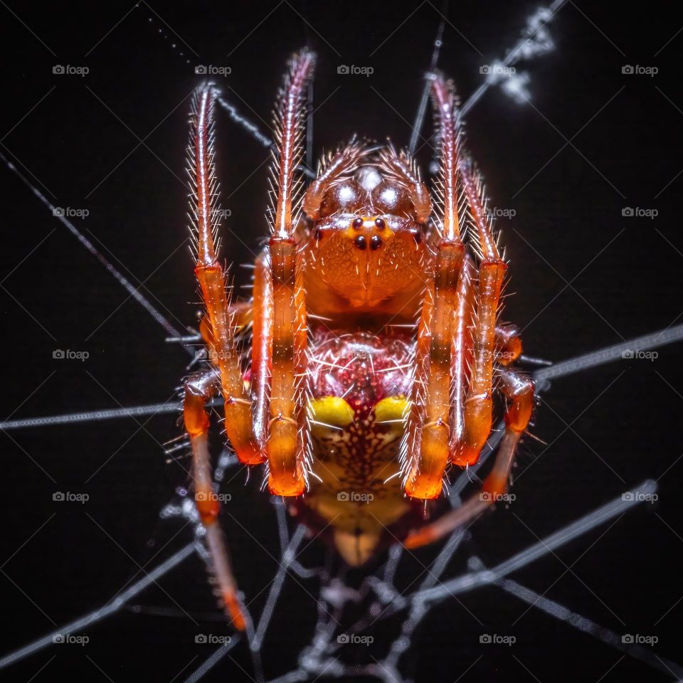 Sport your fall colors in style! Arrowhead Orbweaver. Raleigh, North Carolina. 
