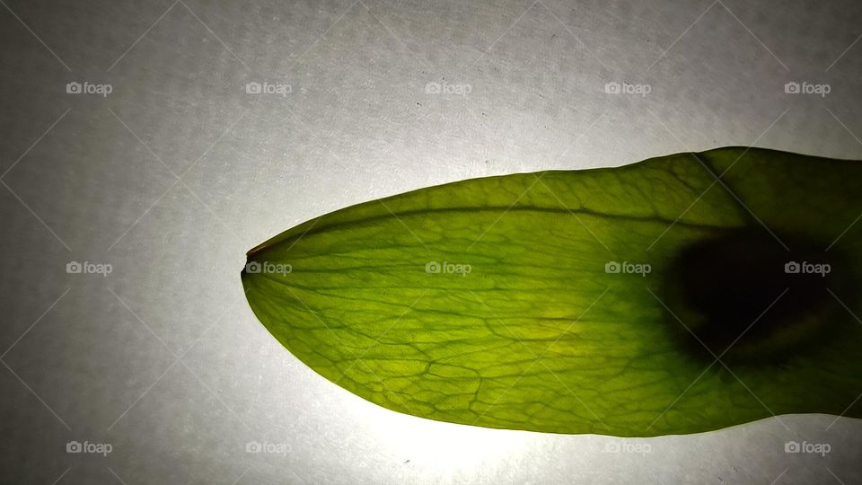 X-ray of a green seed