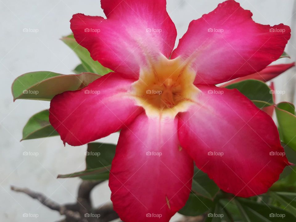 lovelyred inflorescence nature collection. Red petal bloosom