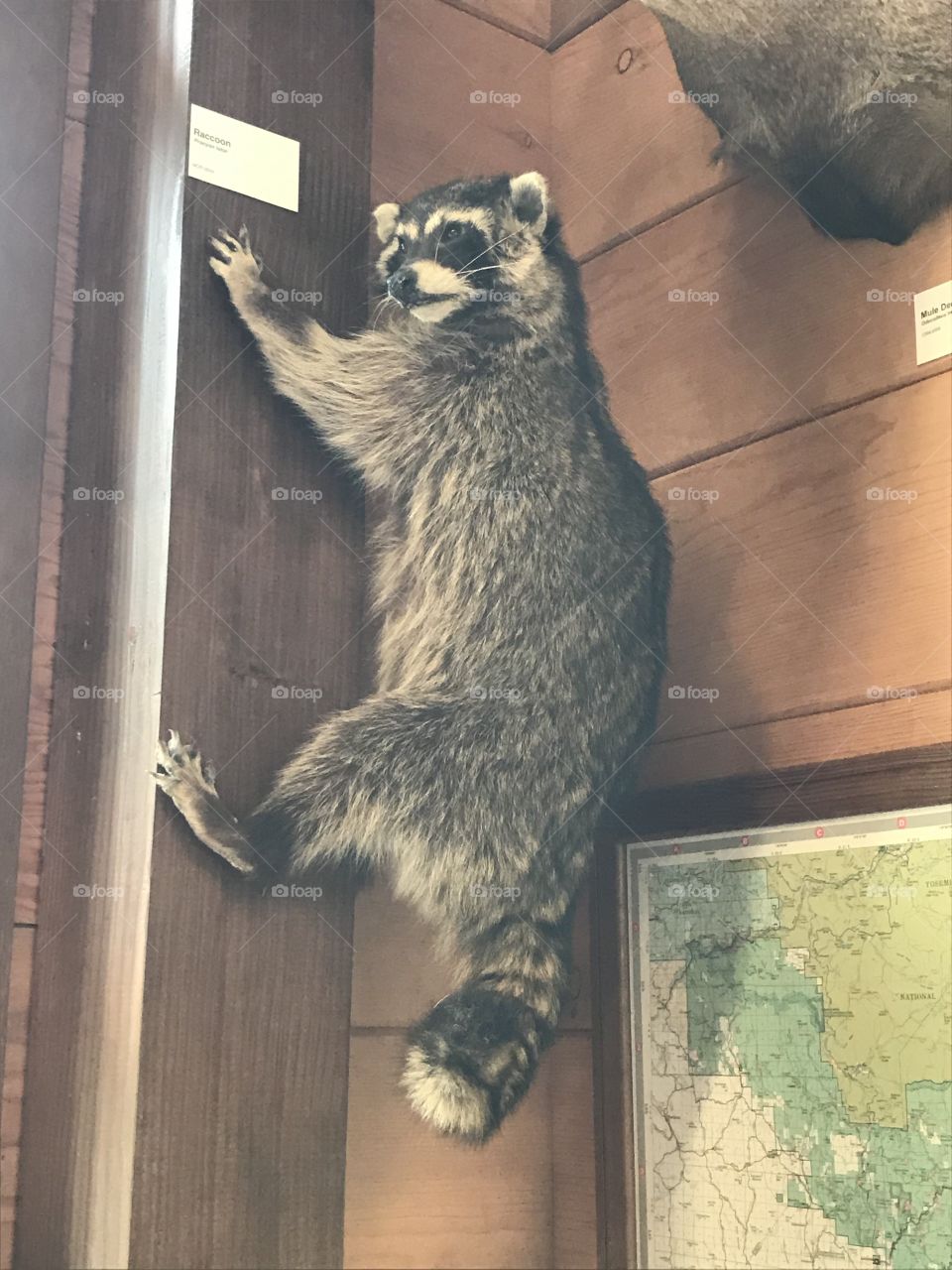 A raccoon wonders, “What is this place? What am I doing here?” as he tries to escape.