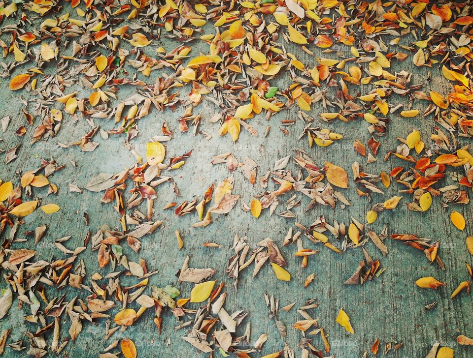 Autumn leaves