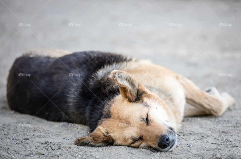 Wolf Dog Sleeping
