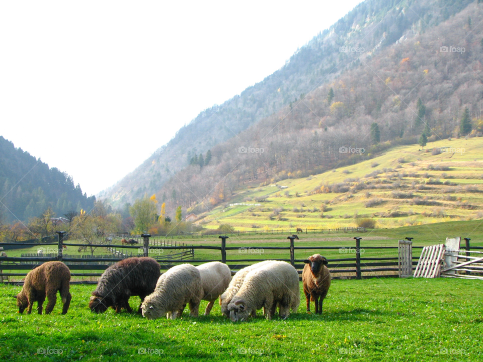 green food grass summer by tediiliescu