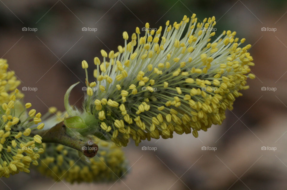 willow flower