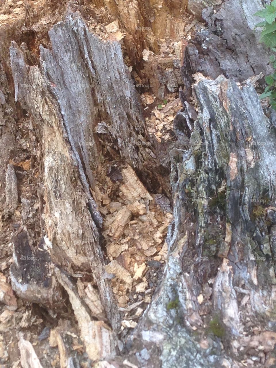 Rotten tree trunk. An old rotting tree trunk nature cleaning up making tidy interesting bug hotel