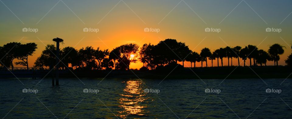 Silhouette of tree during sunset