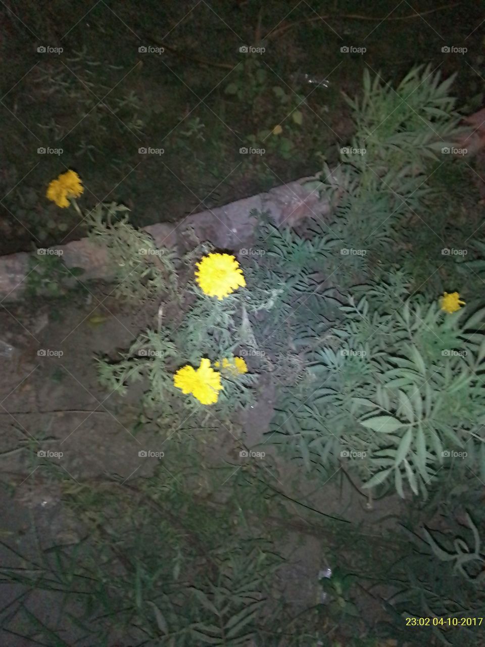 No Person, Flower, Nature, Leaf, Flora