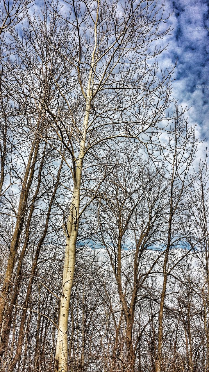 Bare Trees