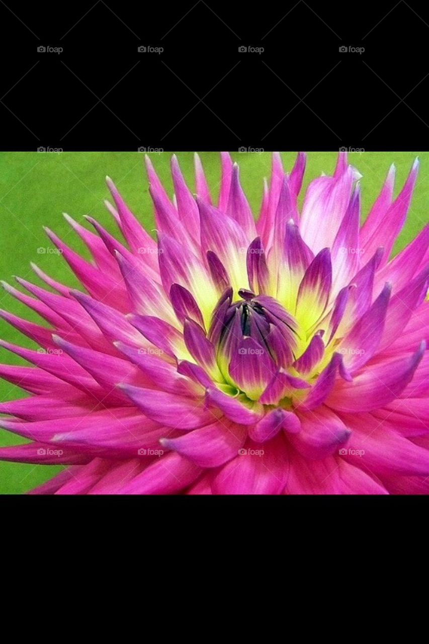 Purple Dahlia