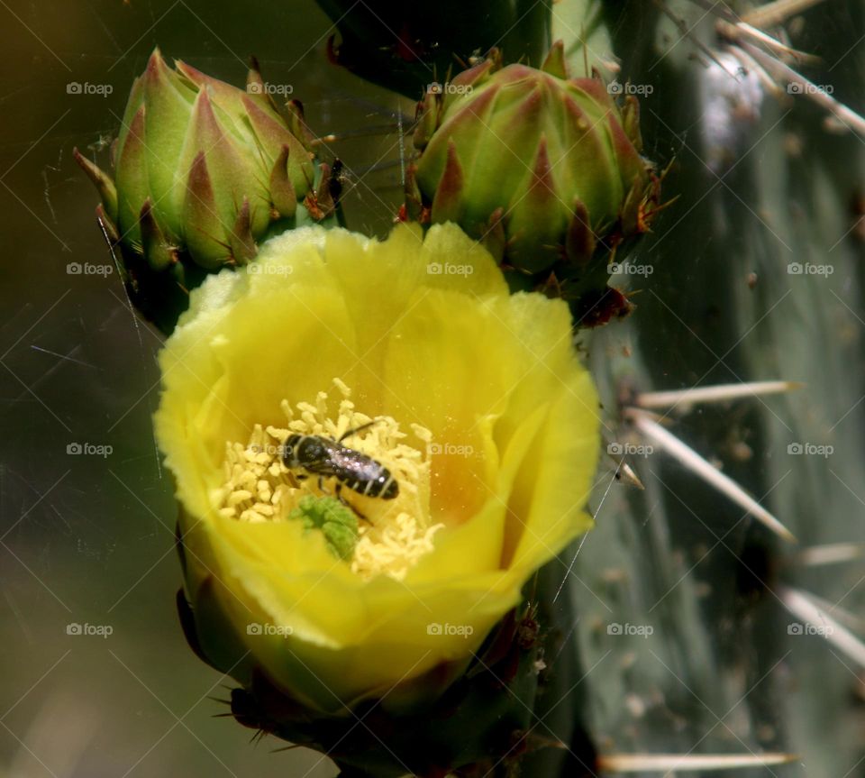Bee on a Cactus Flower