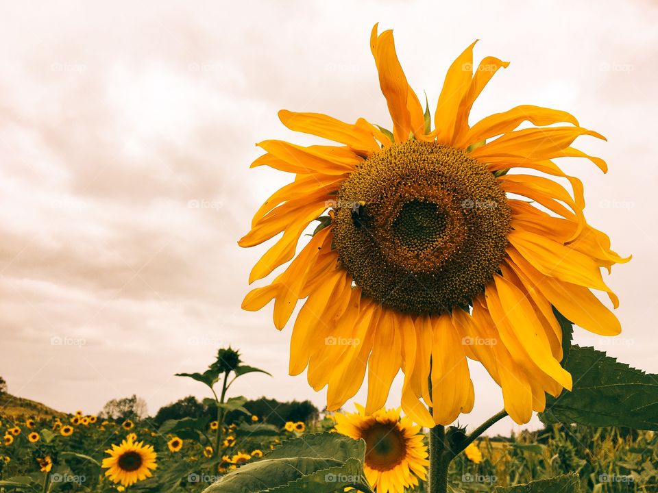 Sunflower