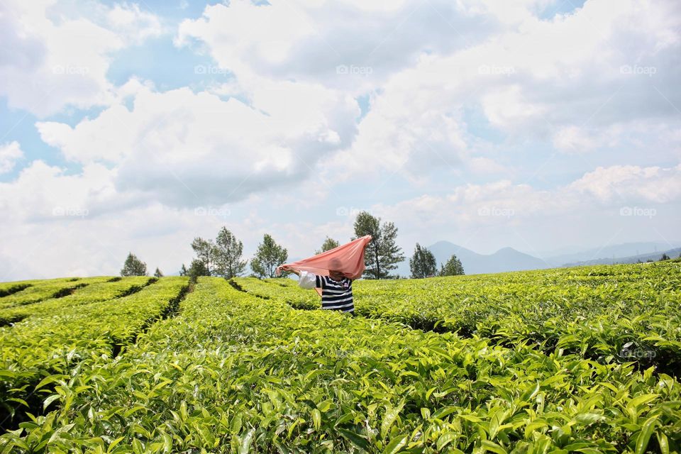 holiday in tea crop