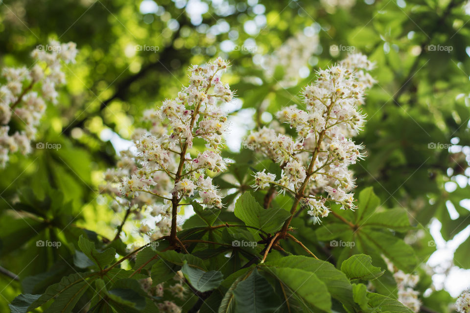 Blossom flowers