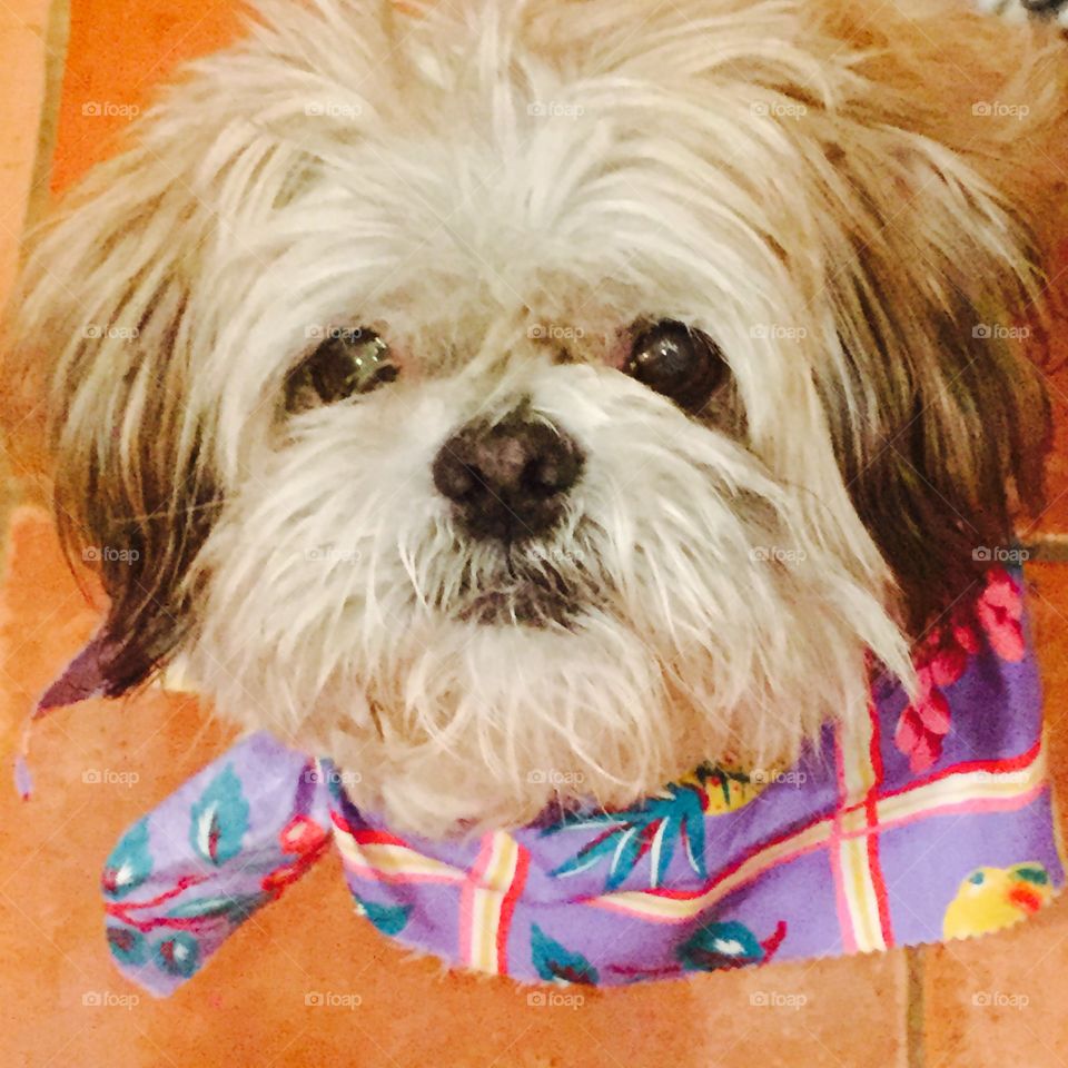 Jo-Jo the Shi-tzu. He just turned 13 and he still looks like a puppy