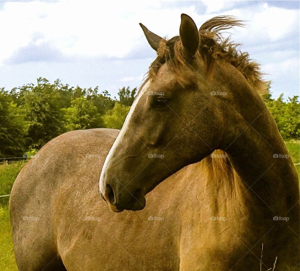 Horse in show