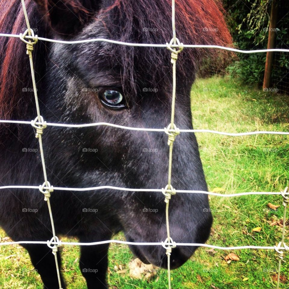 Shetland Pony