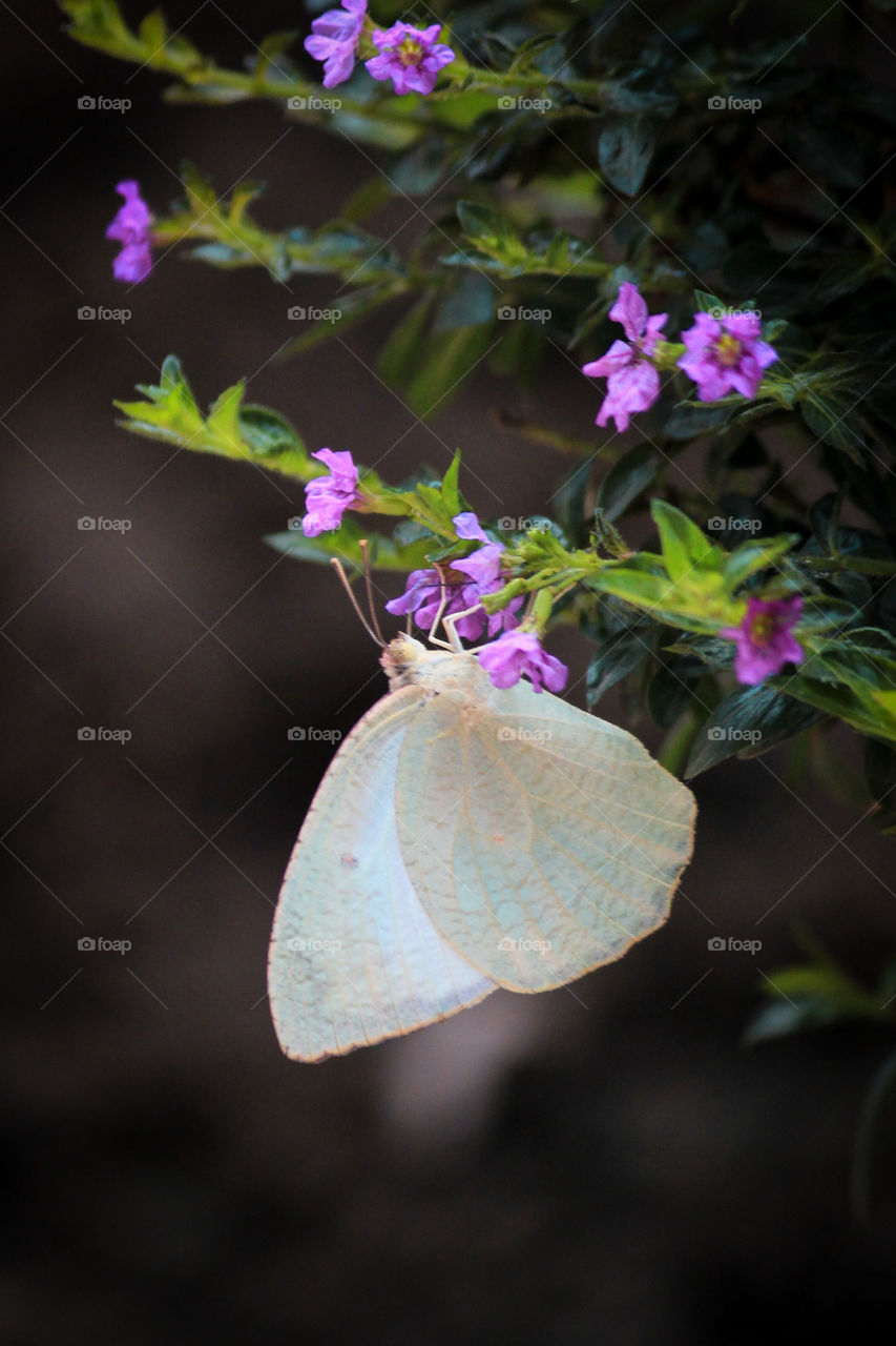 Butterfly 
One
Akash gupta