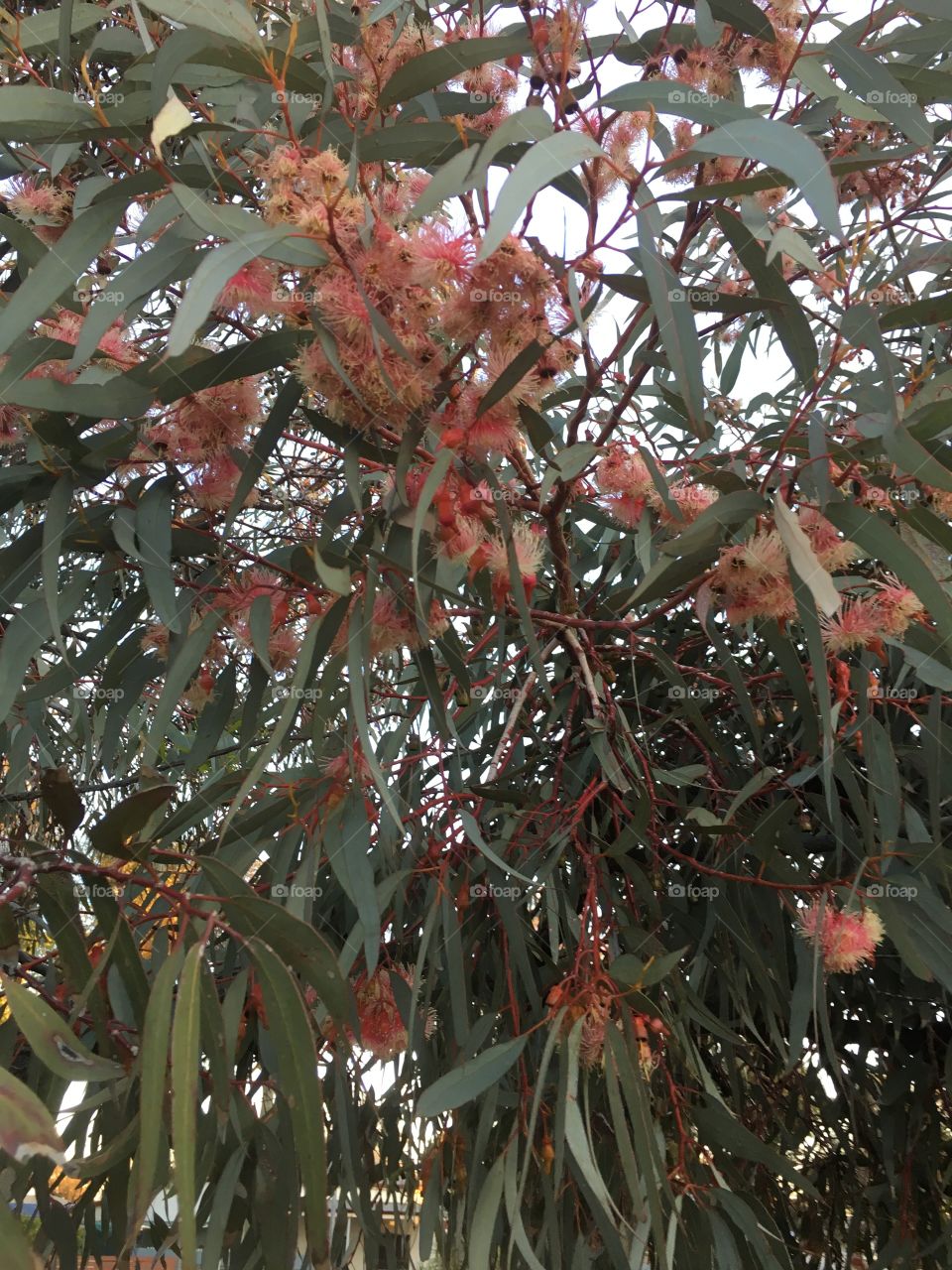 Banksia bush from Australia 