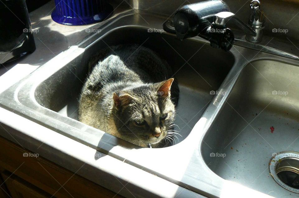 Cat in the sink