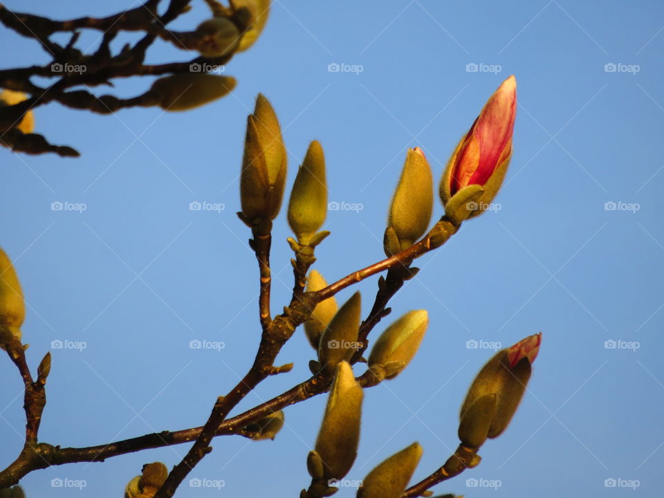 magnolia bud