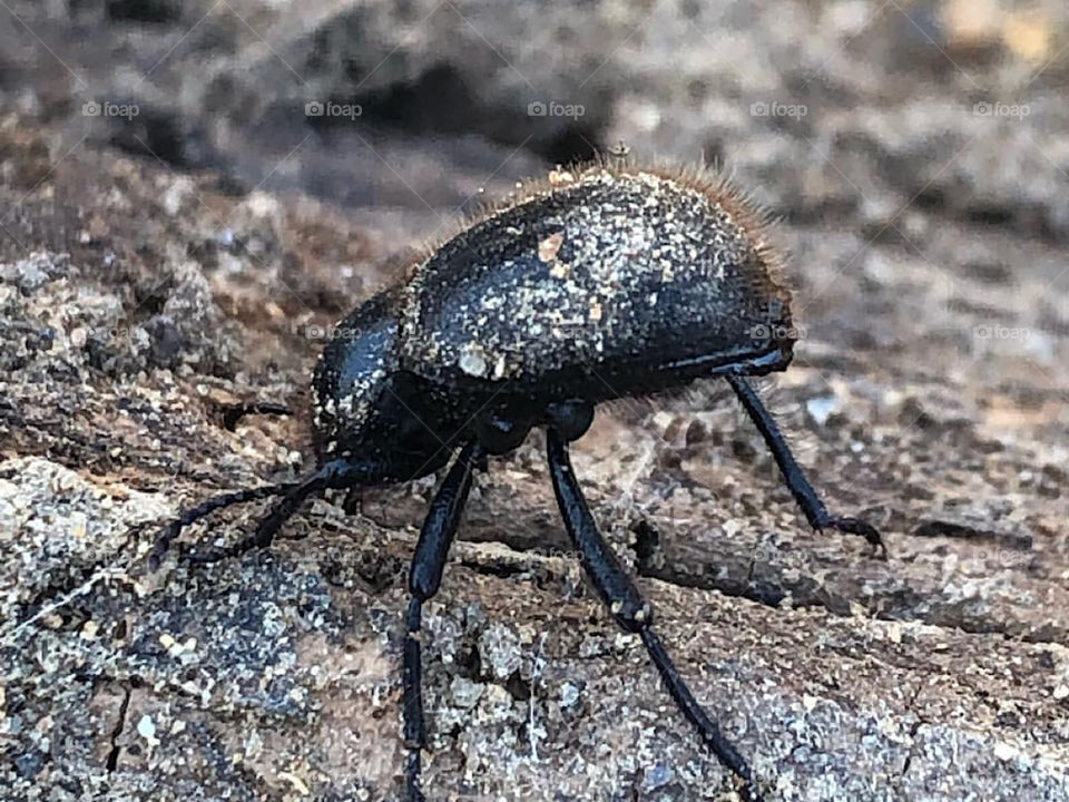 Wooly darkling beetle