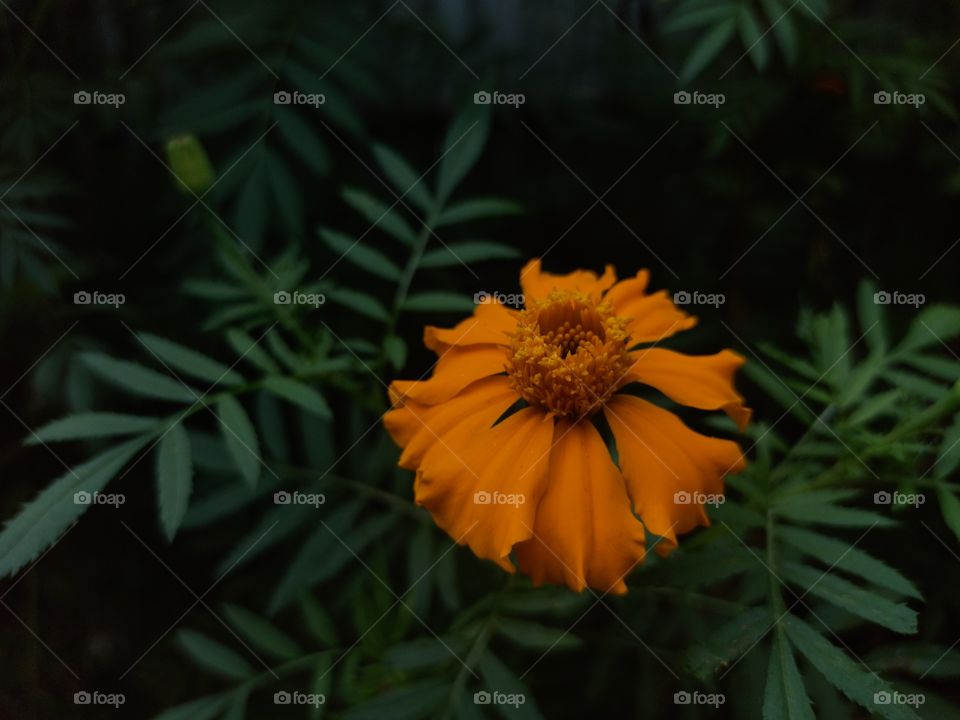 From the garden while walking in the evening..snap greenery, plant more trees and the fact is you always get more than you think