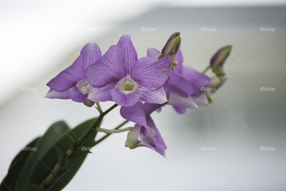 Purple orchid blooming