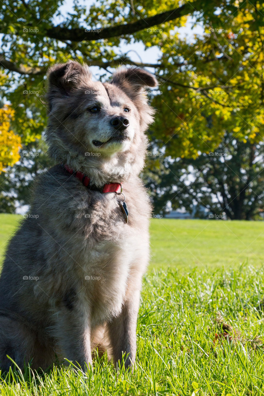 Posing pup