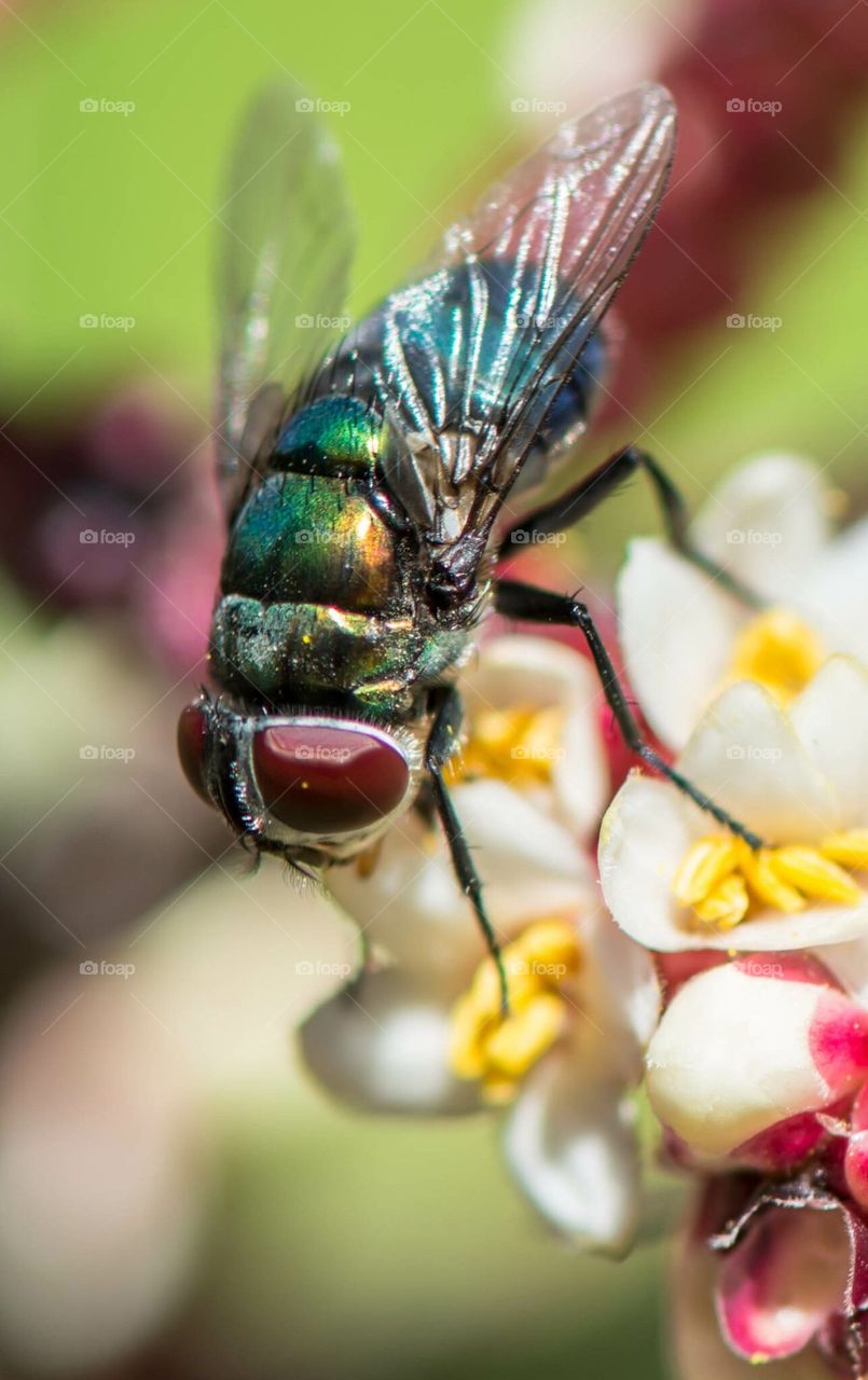 Macro of a Fly